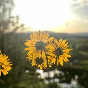 Meet your Posher, Sharlene